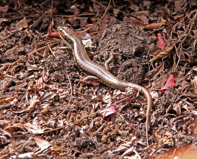 Lizard in Garden