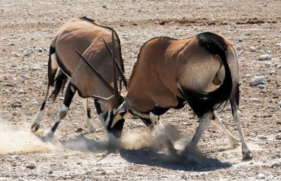 Oryx of Contention