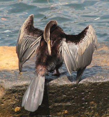 Preening*Credit*