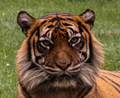 Tiger Portrait 2*Credit*