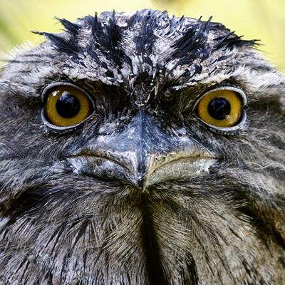 .Beady Eyes