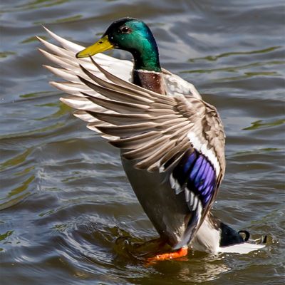 .Duck Drying Out*Credit*