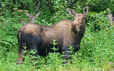 Alaskan Moose