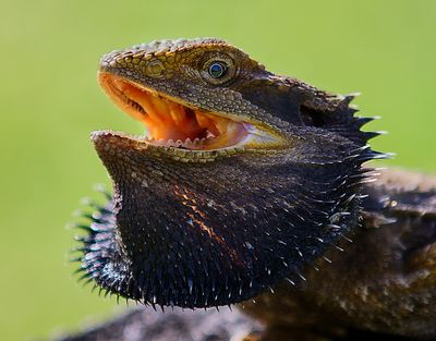 Bearded Dragon*Merit*