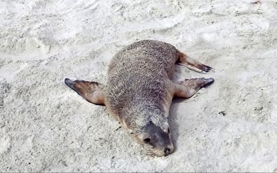 Belly Flop