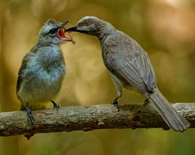Bulbul Feeding Young*Merit*