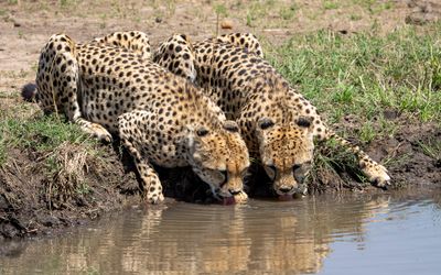 Cheetah Bros Quenching  Thirst*Credit*