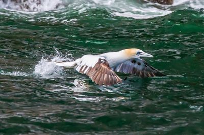 Gannet Takeoff 2*Credit*