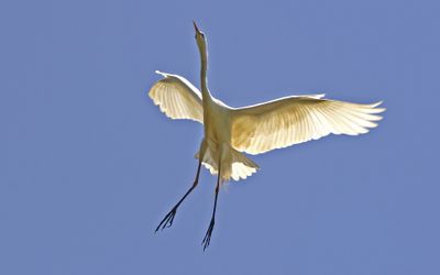 Great Egret Landing