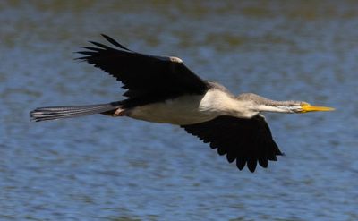 In Flight