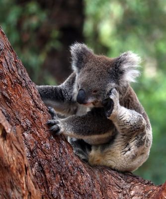 Koala