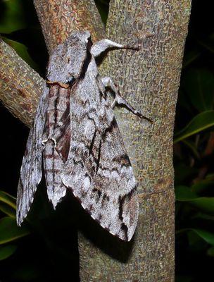 Moth #1