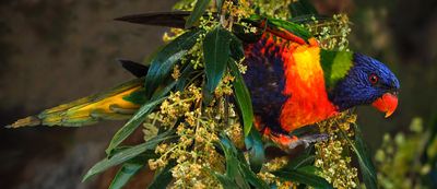 Rainbow Lorikeet*Credit*