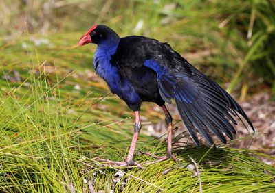 Swamphen