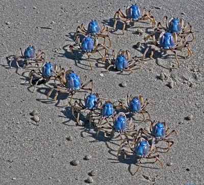 The Blue Soldiers