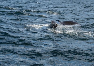 Whale Tail