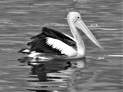 Pelican