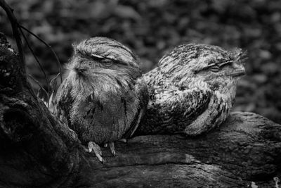 Frogmouths*Credit*