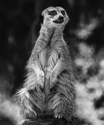 Keeping Watch*Credit*