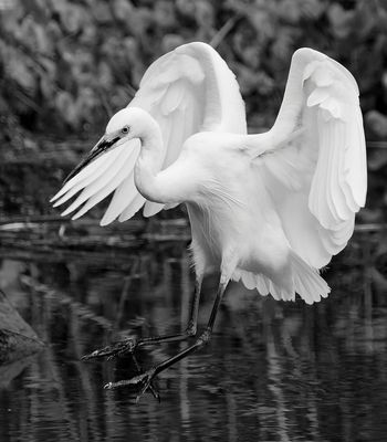 Leaping Little Egret*Merit*