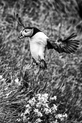 Puffin Back with Lunch*Credit*