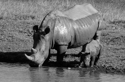 Rhinoceros Two*Credit*