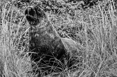 Sea Lion Lurking with Intent