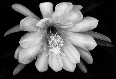November 2024 'A' Grade Monochrome