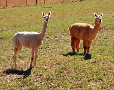 Alpacas in Profile