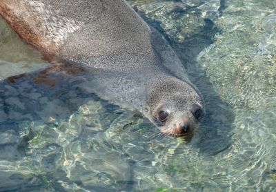 Kaikoura Seal*Credit*