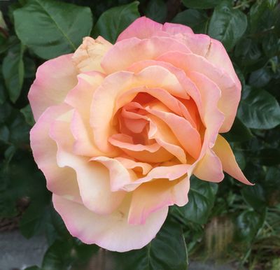 Nature's Beauty*Credit*