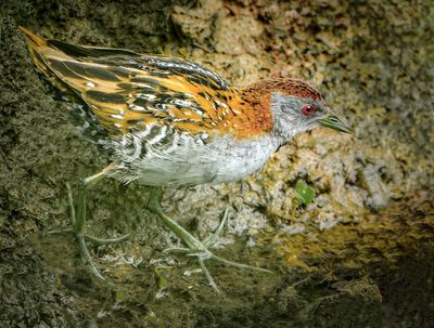 .Crake*Merit*