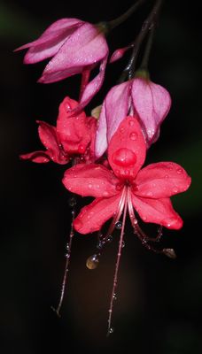Clerodendrum in the Rain