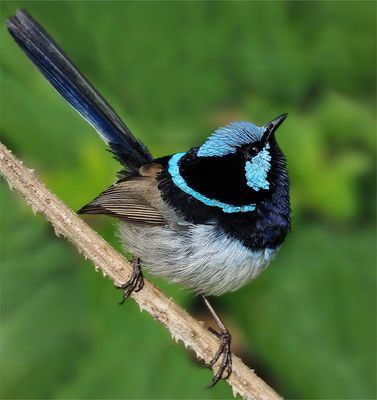 Fairy Wren*Merit*