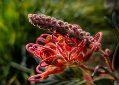 In Bloom*Credit*
