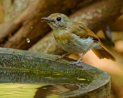 Jungle Flycatcher Quick Drink*Credit*