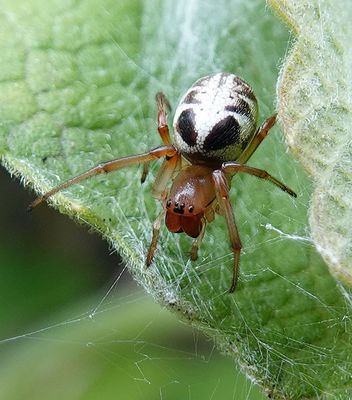 Leaf Curling Spider No.4*Merit*