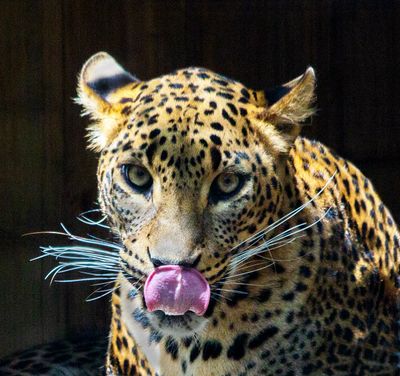 Licking My Lips