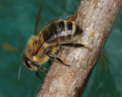 Lone Bee