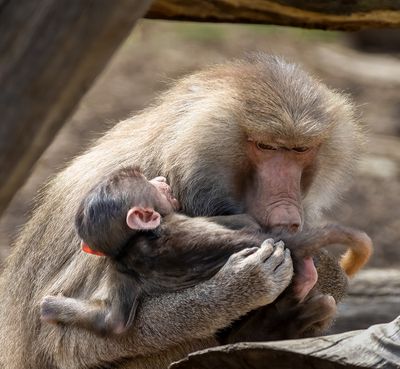 Mum and Baby