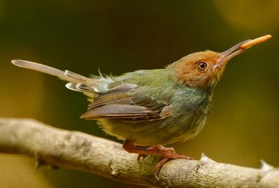 Olive Bckd TailorBird n Friend*Credit*