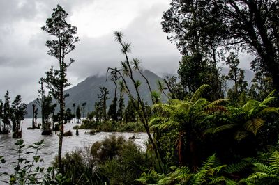 Primeval Lake Brunner*Credit*