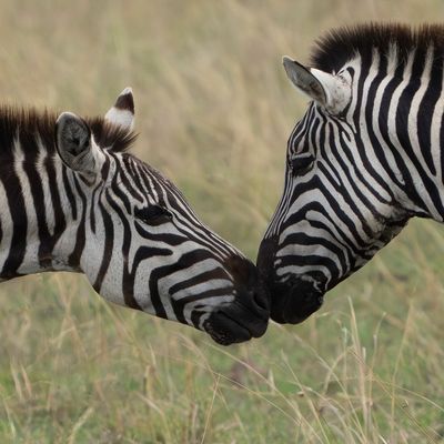 Savannah Affection