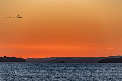 Sunset Flight Home*Credit*
