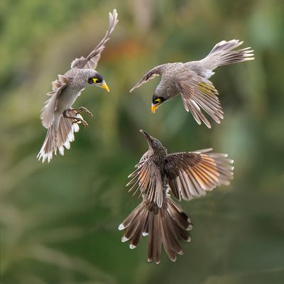 Three Way Squabble*Merit*