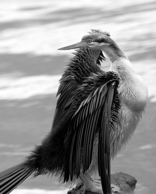Backward Darter*Merit*