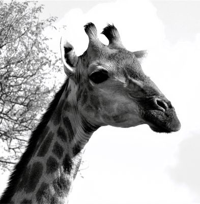 Watchful Giraffe