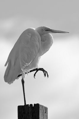 Egret on Pole
