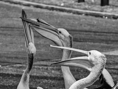 Feeding Pelicans