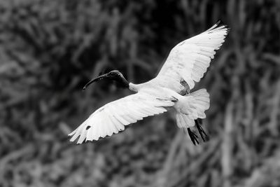 Ibis Flight